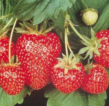 Bagaimana dan kapan lebih baik menanam strawberi di tanah terbuka, persiapan kebun