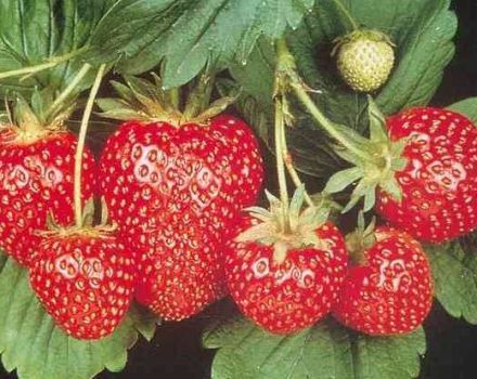 Hoe en wanneer is het beter om aardbeien in de volle grond te planten, voorbereiding van de tuin