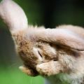 Per què els conills es colpegen i què fer, mètodes de tractament i mètodes de prevenció