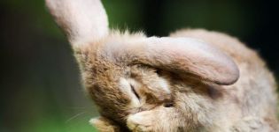 Waarom niezen konijnen en wat te doen, behandelingsmethoden en preventiemethoden