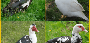 Opis mošusnih patki, njihove prednosti i nedostaci te pravila uzgoja