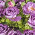 Descrizione e sottigliezze della coltivazione di una varietà di rose Blue fo yu