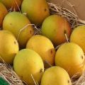 Descrizione delle varietà di mango Alfonso, riproduzione e cura a casa