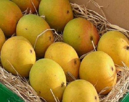 Paglalarawan ng Alfonso mango varieties, pag-aanak at pangangalaga sa bahay