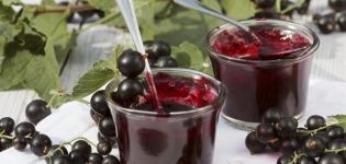 Recipe for blackcurrant five-minute jelly for the winter