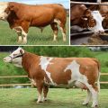 Beschreibung und Eigenschaften der Simmentaler Rinder- und Kuhpflege