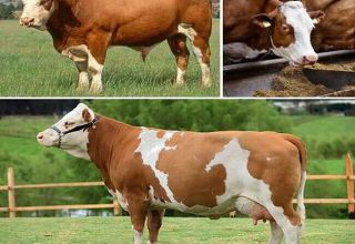 Description and characteristics of Simmental cattle and cow maintenance