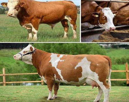 Beschrijving en kenmerken van Simmental vee- en koeienonderhoud
