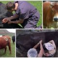 Prečo kravy dostávajú diery do bokov a fistúl, čo je význam plutvy