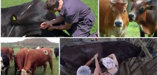 Warum Kühe Löcher in ihre Seiten und Fisteln bekommen, die Bedeutung einer Flosse