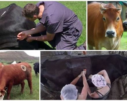 Per què les vaques tenen forats en els seus costats i fístules, el significat d'un volteig