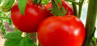 Egenskaper och beskrivning av tomatsorten Moskuljus, dess utbyte