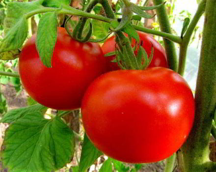 Egenskaper och beskrivning av tomatsorten Moskuljus, dess utbyte