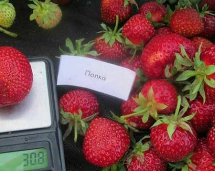 Description and characteristics of the strawberry variety Shelf, cultivation and reproduction