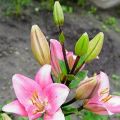 How to propagate a lily with scales, babies, cuttings after flowering and seeds