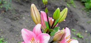 How to propagate a lily with scales, babies, cuttings after flowering and seeds