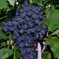Vīnogu šķirnes apraksts un īpašības Fun, audzēšanas vēsture un smalkumi