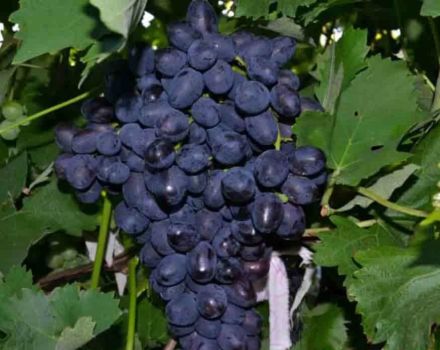A szőlőfajta leírása és jellemzői A szórakozás, a termesztés története és finomságai