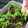 Hoe en wanneer tomaten voor zaailingen thuis te planten, geheimen en timing