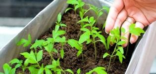 Cómo y cuándo plantar tomates para plántulas en casa, secretos y tiempos.