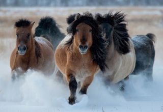 Caratteristiche della razza, cura, manutenzione e allevamento di cavalli Yakut