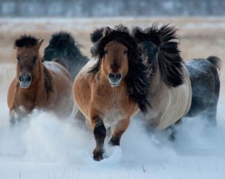 Kenmerken van het Yakut-paardenras, verzorging, onderhoud en fokken