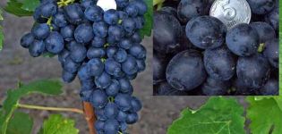 תיאור המאפיינים של זן הענבים אטיקה וכללים לגידול צימוקים