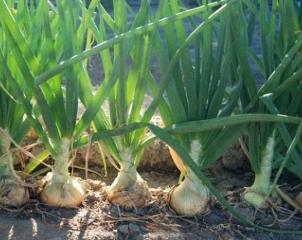 Sturon soğan çeşidinin tanımı, yetiştirme ve bakım özellikleri