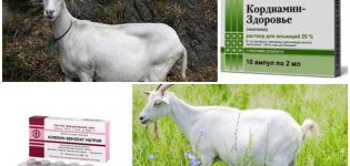Što učiniti ako koza ne jede ili pije nakon janjadbe i metoda liječenja