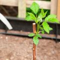 How to transplant raspberries in a new place in the summer and when is it better