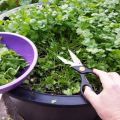 Cómo cultivar cilantro en invierno en el alféizar de una ventana a partir de semillas en casa