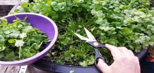 Cómo cultivar cilantro en invierno en el alféizar de una ventana a partir de semillas en casa