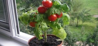 Características y descripción de la variedad de tomate Bonsai (Banzai), cultivo y rendimiento