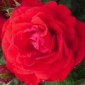 A Nina Weibul rózsafajta leírása és jellemzői, ültetés és gondozás