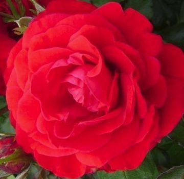 Beskrivelse og karakteristika for rosensorten Nina Weibul, plantning og pleje