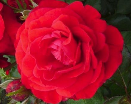 Descripció i característiques de la varietat de roses Nina Weibul, plantació i cura