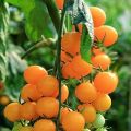 Beschrijving van de tomatenvariëteit Oranje dop, zijn kenmerken en opbrengst