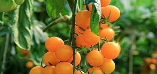 คำอธิบายมะเขือเทศพันธุ์ฝาส้มลักษณะและผลผลิต