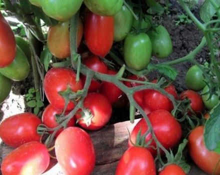 Đặc điểm và mô tả của giống cà chua Golitsyn, mẹo trồng