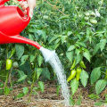 Is het mogelijk om peper te sproeien met boorzuur voor een eierstok en hoe een oplossing te bereiden?