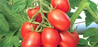 Beschrijving van de tomatenvariëteit geel en rood Suikerpruim, de kenmerken ervan