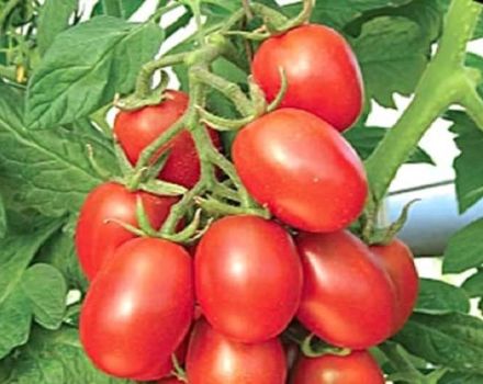 Opis odrody paradajok žltá a červená Cukrová slivka, jej vlastnosti