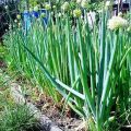 Planting, growing and caring for batun onions in the open field