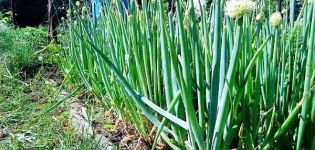 Planting, growing and caring for batun onions in the open field
