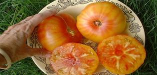 Descripción de la variedad de tomate piña hawaiana, características de cultivo y cuidado.