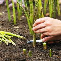 Kuinka kasvattaa parsaa ja hoitaa sitä kotona ulkona