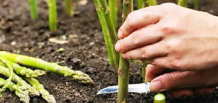 Hvordan man vokser og plejer asparges udendørs derhjemme