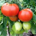 Descrizione della varietà di pomodoro Champion f1 e delle sue caratteristiche