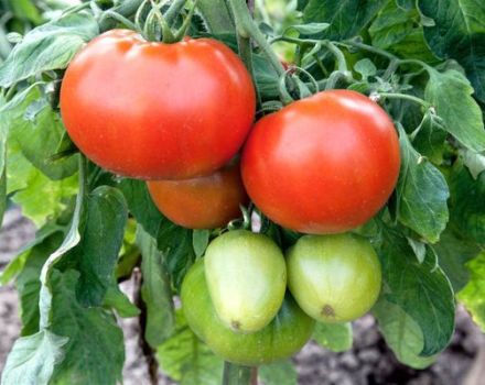 Descripción de la variedad de tomate Champion f1 y sus características