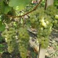 Description of the variety and characteristics of the grape variety Citronny Magaracha, cultivation